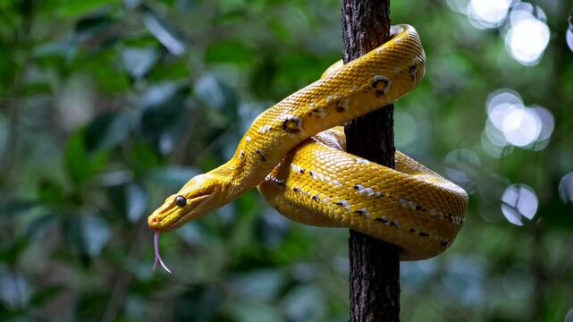 Majestic yellow snake gracefully slithering on tree branch in lush green jungle
