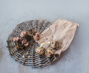 Asian and LO Hybrid Lily Bulbs Ready for Planting – Rustic Gardening Still Life on Wooden Background