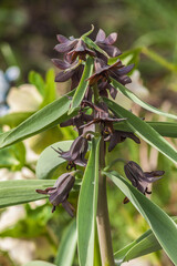 Blooming Fritillaria sewerzowii or Korolkowia  in the Garden on a Sunny Spring Day