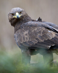 Greater spotted eagle portrait closeup