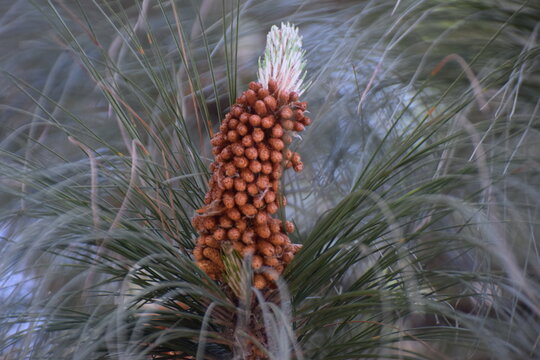 Pinus devoniana,Conifer cone,  green branches of a pine tree close-up, short needles of a coniferous tree close-up on a green background, texture of needles of a Christmas tree close-up