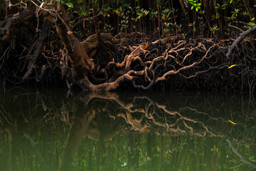 Twisted roots of mangrove trees reflected in calm waters, Cairns, Australia.
