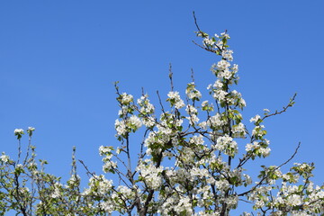 Callery Pear tree branching up into a clear blue sky, The spring garden blooms in the sun, Beautiful colorful flowers in spring time