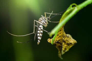 Asian tiger mosquito resting on green leaf: aedes albopictus close-up