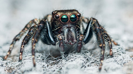 Jumping spider with iridescent chelicerae standing on a white surface