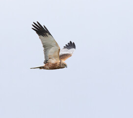 Western marsh harrier, Circus aeruginosus. A bird flies over a meadow and reed beds near a river