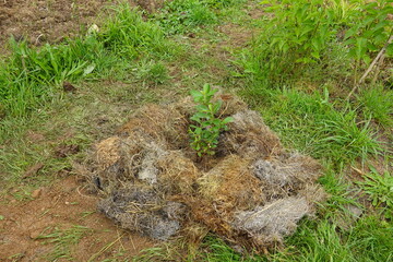 young strawberry tree plant recently planted in the garden. grass mulch in the arbutus bush.
