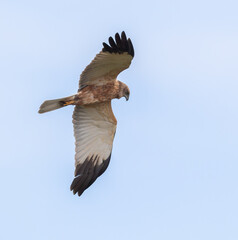 Western marsh harrier, Circus aeruginosus. A bird flies over a meadow and reed beds near a river