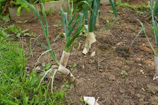 toilet paper tubes used to bleach leek crop