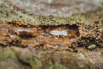 White worker termite crawling on damaged wood surface