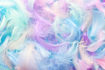 Closeup view of colorful feathers. Angelic pastel background