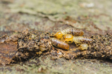 Termites are eating wood and destroying a house structure