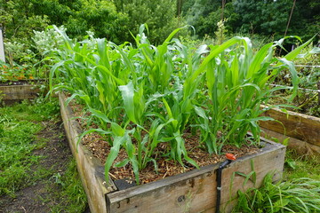 young corn plants growing in raised wooden bed with raindrops