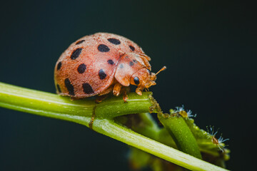 Orange ladybug crawling on green plant stem