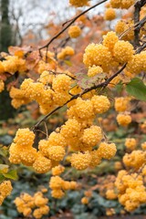 Fototapeta premium Vibrant Yellow Berries on Autumn Branches