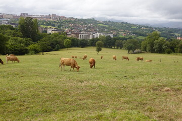 Naklejka premium Cows grazing in a large field with a city skyline and distant hills in the background, blending rural and urban landscapes.