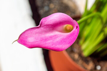 Zantedeschia aethiopica, cala o flor de Etiopía rosa