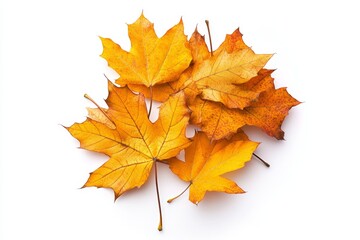 Fototapeta premium Autumn Maple Leaves on White Background