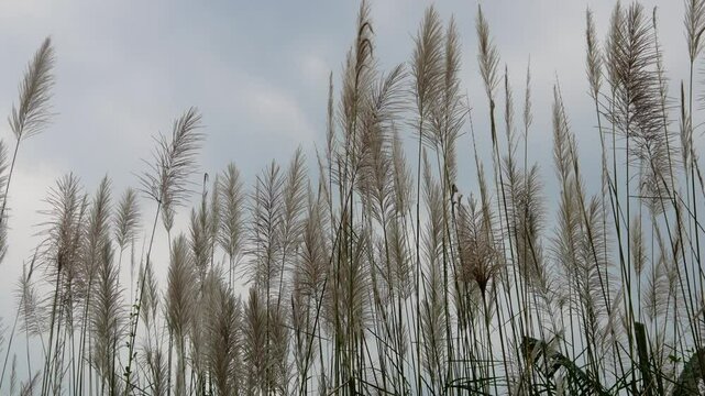 flowers of the reed plant (Saccharum spontaneum) blown by the wind