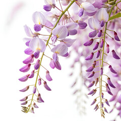 lilac branch isolated on white