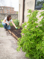 Woman gardening and planting flowers in backyard garden