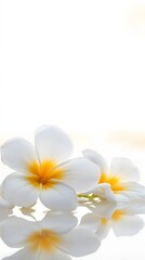 Stunning White Plumeria Flowers Reflection, Spa Serenity