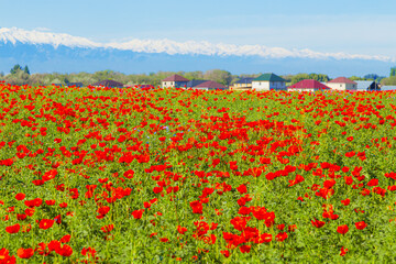 Field of red poppy flowers on a clear sunny day. Village houses are in the background.
