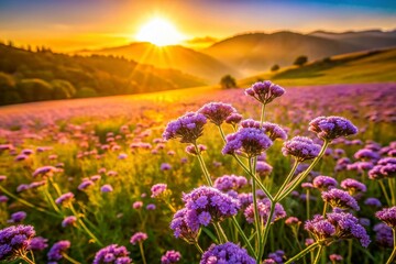 Obraz premium SunDrenched Meadow Burst with Vibrant Heliotrope Flowers A Stunning Landscape Capture