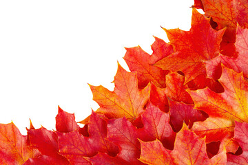 Autumn leaves