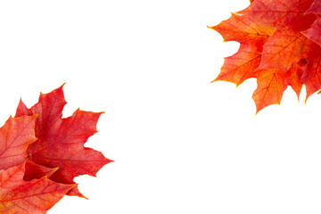 Autumn leaves