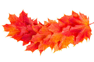 Autumn leaves