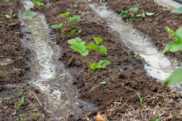 Young strawberry plants in garden bed being irrigated, spring farming and cultivation concept.
