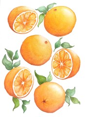 Oranges and orange halves painted by hand with watercolors on a white background.