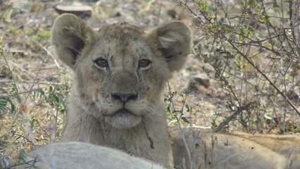 lion cub in the grass