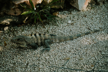 Iguana © Katarzyna