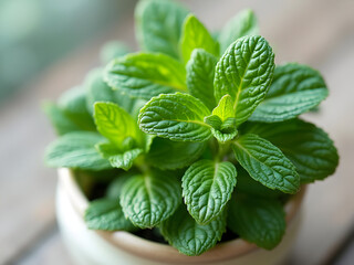 peppermint in a pot