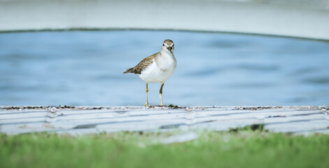 This serene image captures a sandpiper standing gracefully at the water's edge, reflecting its...