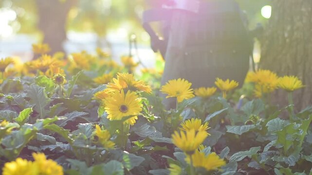 Close-up of a vibrant yellow Gerbera daisy (Transvaal daisy) in full bloom, glowing under golden sunlight in a garden setting.