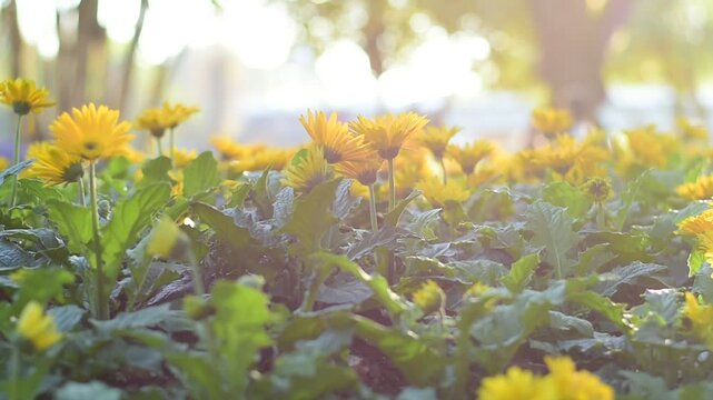 Close-up of a vibrant yellow Gerbera daisy (Transvaal daisy) in full bloom, glowing under golden sunlight in a garden setting.
