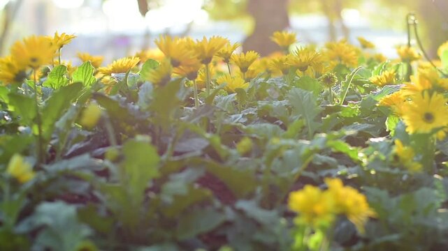 Close-up of a vibrant yellow Gerbera daisy (Transvaal daisy) in full bloom, glowing under golden sunlight in a garden setting.