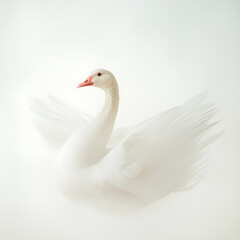 A Serene White Goose Gracefully Spreading Its Wings In A Soft, Ethereal Light Against A Minimalist White Backdrop Isolated on Transparent Background