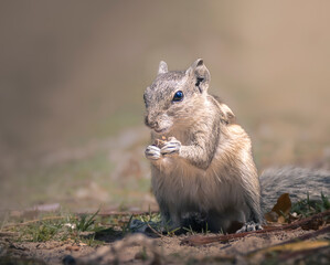 This charming close-up captures a squirrel peacefully eating its treat, showcasing its adorable features and fluffy fur against a natural background.