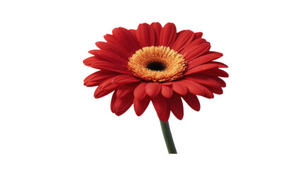 A bold crimson daisy graphic ideal for floral designs or vibrant decorative themes.