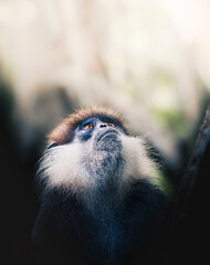 Portrait photo of Dusky leaf monkey