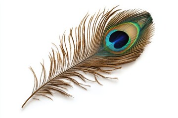 Stunning Peacock Feather: A Colorful Nature's Masterpiece