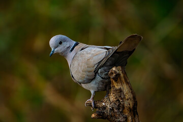 Eurasian Collared-Dove