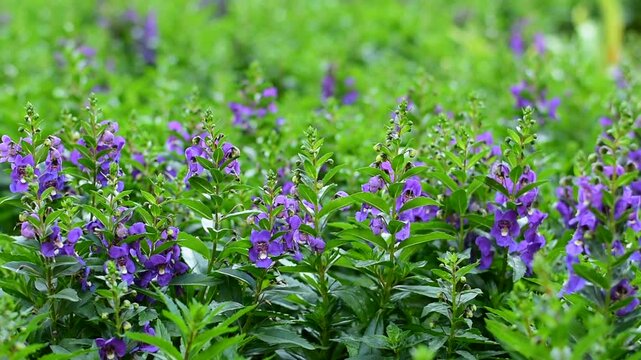 close-up Angelonia goyazensis Benth with selective focus, showcasing vibrant purple Angelonia flowers blooming beautifully in a natural meadow garden.
