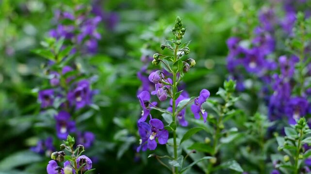 close-up Angelonia goyazensis Benth with selective focus, showcasing vibrant purple Angelonia flowers blooming beautifully in a natural meadow garden.