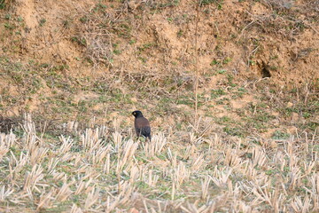 Indian Myna Birds. Its other names Common myna and mynah. This is  a bird of the starling family Sturnidae. This is a group of passerine birds which are native to southern Asia, especially India. 