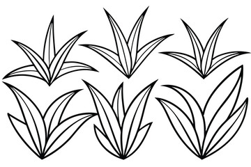 Spider Plant Leaf Line Art Detailed Sketch for Botanical Illustration  